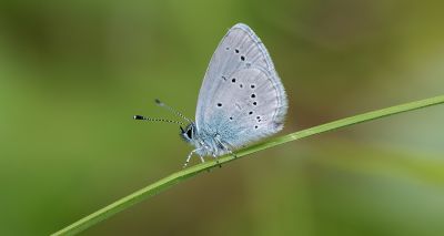 Conservation programme launched for coastal Scotland